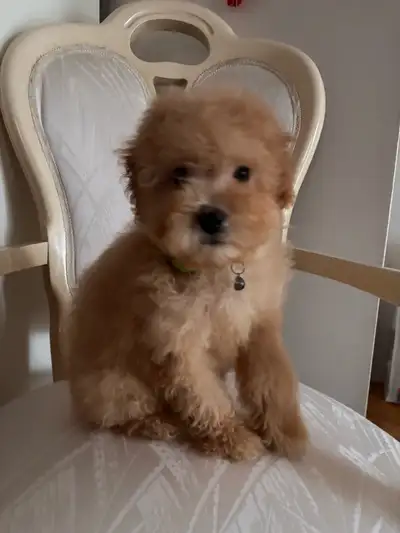 Maltipoo puppies, View more