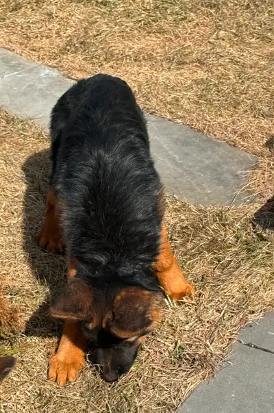 ✨ Last 1 available! Breed: German Shepherd, male, short hair, red and black, pure bred, registered A...