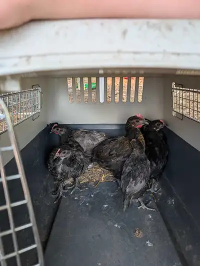 barnyard mix chicks, View more