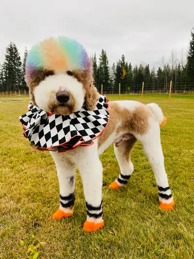Standard Poodle, View more