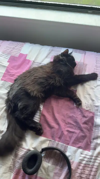 cat for sale, View more