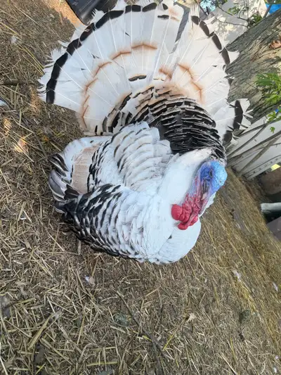 Heritage Tom turkey about 1 years old. His parents are both Narragansett’s. Pick up only.