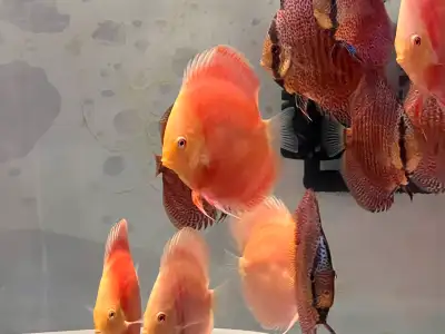 Assorted different discus on sell, View more