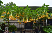 Brugmansia plants - over 15 varieties available
