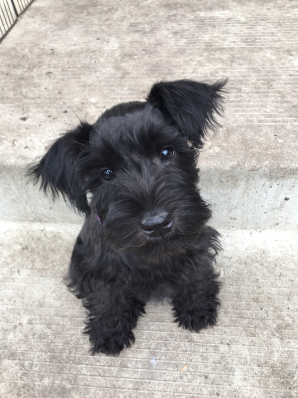 Miniature schnauzer puppies in Dogs & Puppies for Rehoming in Strathcona County