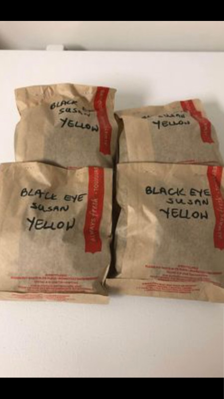 Black eye Susan seeds head’s yellow flowers in Plants, Fertilizer & Soil in Hamilton