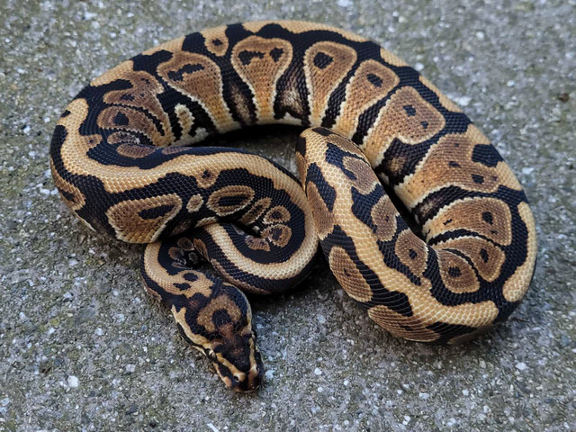 2023 Female Spotnose 100% Clown Pied in Reptiles & Amphibians for Rehoming in Delta/Surrey/Langley