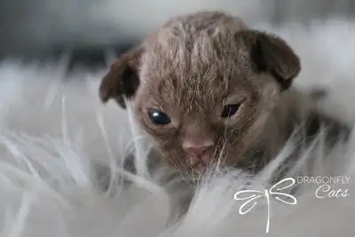 We’re professional breeders of TICA purebred Devon Rex. We focus on health and personality. These ar...