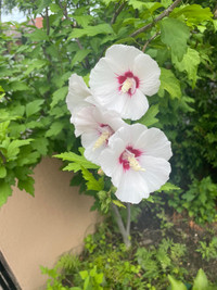 White and red rose of sharon hibiscus 
