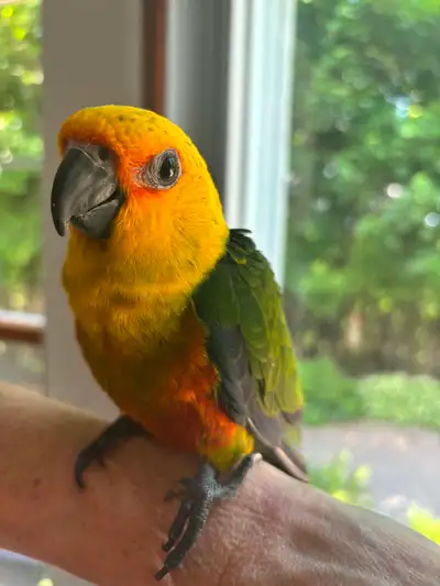 magnifiques  bébé conures jendayas à vendre, View more