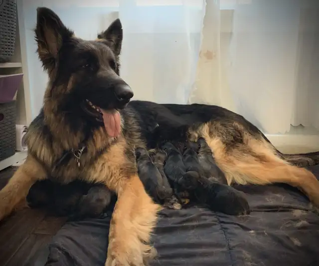 KING SHEPHERD CROSS PUPPIES - Livestock Guardians / Protectors in Dogs & Puppies for Rehoming in Saskatoon - Image 2