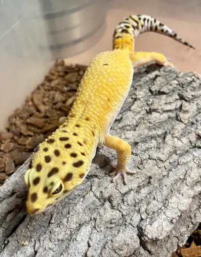  Leopard gecko , View more