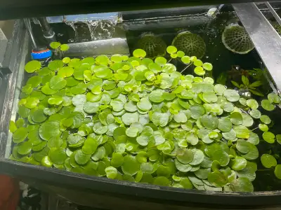 Frogbit and Red Root Floaters - Aquatic Plants, View more