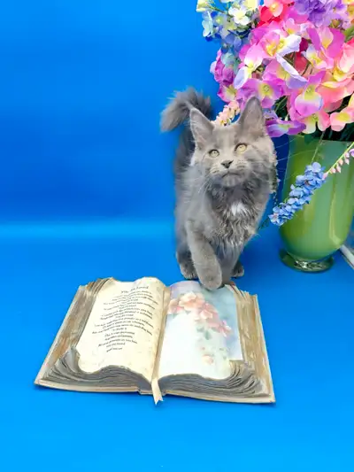 Absolutely gorgeous purebred Mainecoon Kittens are looking for their new loving homes (three females...