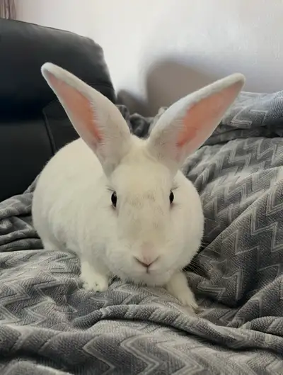 FREE Flemish-Mix Rabbit, View more
