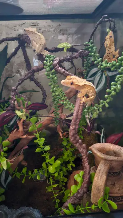 creasted gecko babies, View more