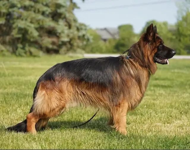 Longhaired German Shepherd Female - Ready to Go! in Dogs & Puppies for Rehoming in Brantford - Image 6