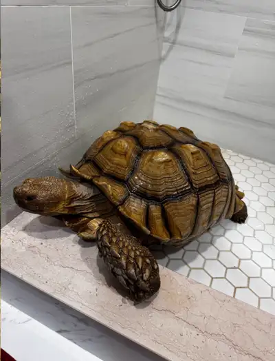 Hello, looking to rehome your tortoise? Look no further as i provide my tortoises with the best care...
