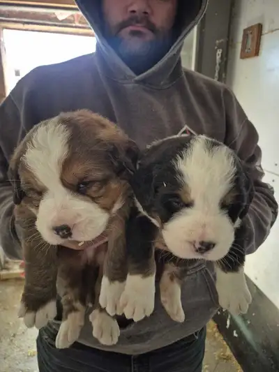 St-Bernard x bouvier bernois, View more