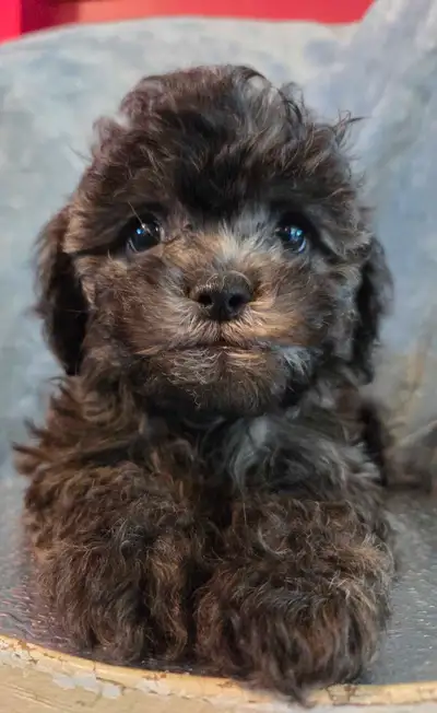Beyond cute Teddy Bear puppies 3 m 2 F, View more