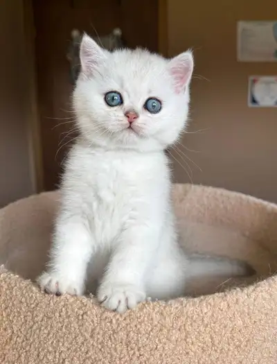  Adorable British Shorthair Kitten LIONEL, View more