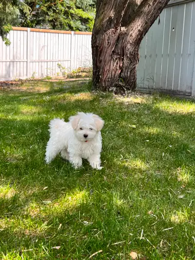 Maltese puppy for Sale !, View more