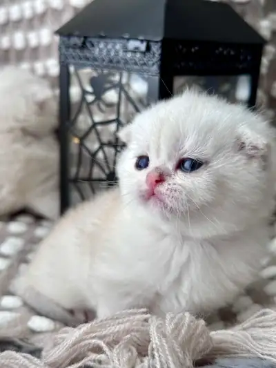 PUREBRED SCOTTISH FOLD & STRAIGHT KITTENS!, View more