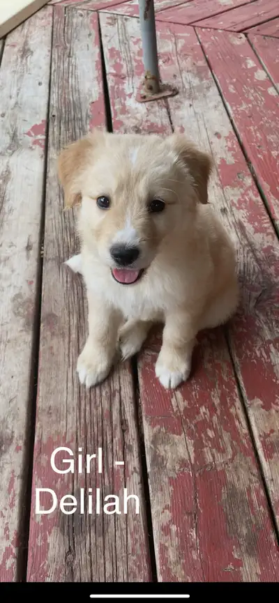 8 Week Old Puppies FOR SALE, View more