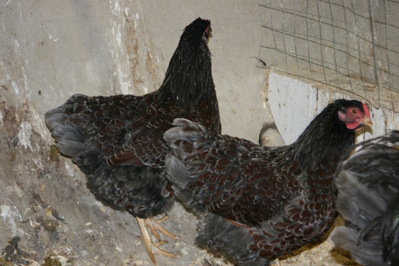 Good Quality Blue Laced Red Wyandotte Chicks and hatching eggs