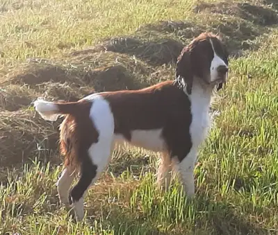 Springer Spaniels make great family pets!, View more