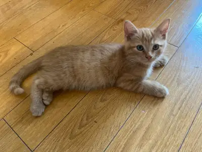 Male Kitten for rehoming, dewormed, knows to use litter. Playful and close to people. Chaton mâle à...