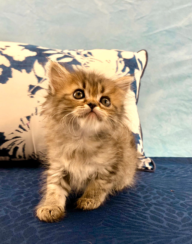 Maine Coon Fluffy Female in Cats & Kittens for Rehoming in Barrie