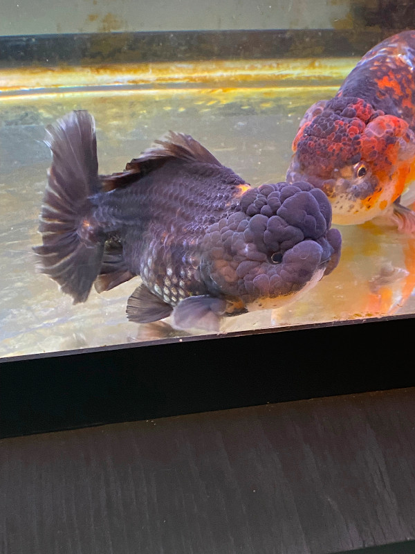 High quality fancy Goldfish for sale!! in Fish for Rehoming in Burnaby/New Westminster - Image 3