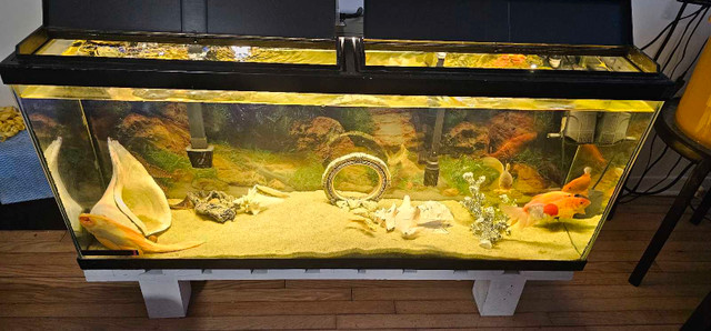 Aquarium a vendre dans Autre  à Ville de Montréal