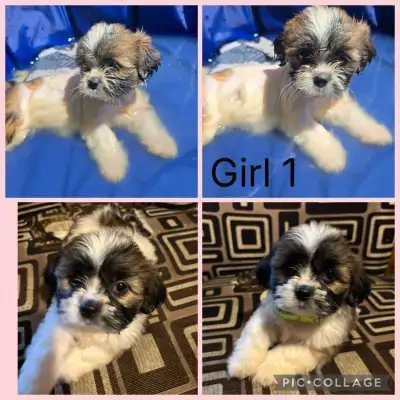 Price Change: shih Tzu puppies, View more