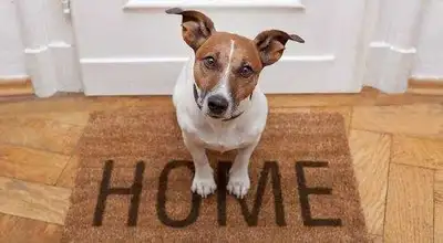 Virgil / downtown Niagara On The Lake house / pet sitter starting at $40.00 per night and up to no m...