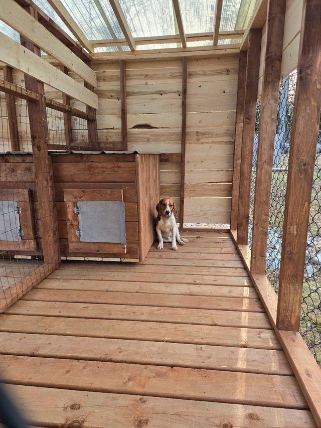 1 year old male beagle in Dogs & Puppies for Rehoming in Bridgewater
