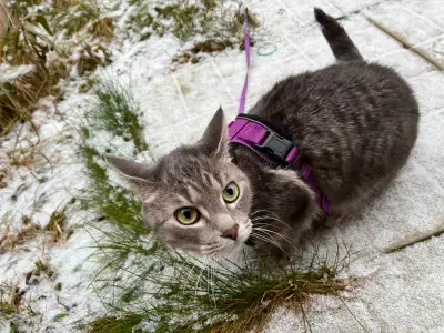Egyptian Mau Cat for Rehoming – Beautiful, Smart, Affectionate, View more
