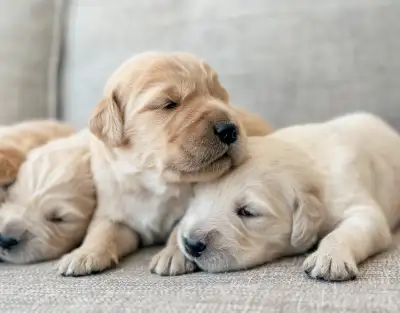 CKC Registered Golden Retrievers, View more