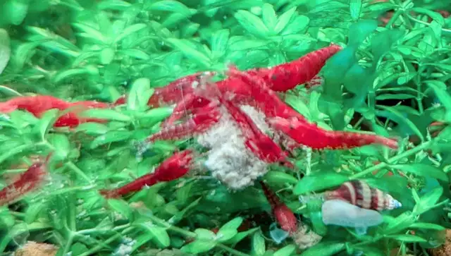 Red Cherry Shrimp (neocaridina) in Fish for Rehoming in Markham / York Region - Image 8
