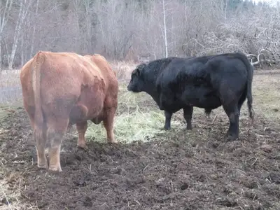Beef bulls (crossbred) for sale, View more