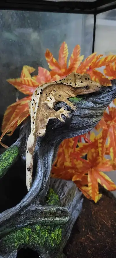 Male Crested Gecko! (White Wall Ink Spot Dalmation), View more