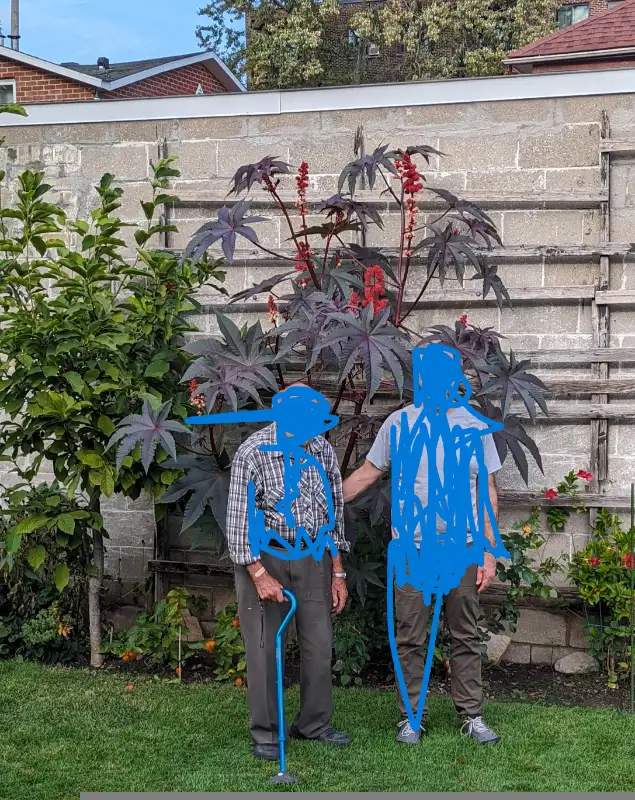Semences Ricin x  50 in Plants, Fertilizer & Soil in City of Montréal - Image 3