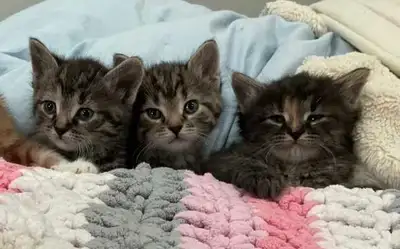3 kittens, View more