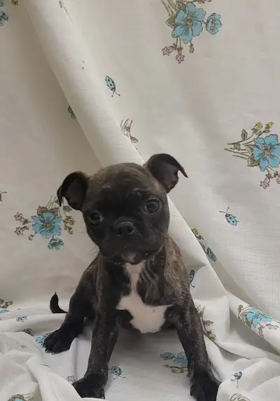 One boy left pic 1 Boston pug puppies, View more