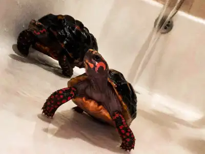 RedFoot Tortoise for sale , View more