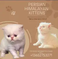 Kittens Persian Himalayan 