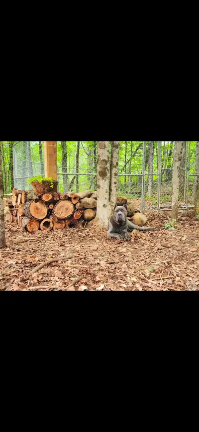 Hi. Im looking to re home my 11 puppies! 4 black males 4 black females. Mom (grey) 1.5 years cane co...
