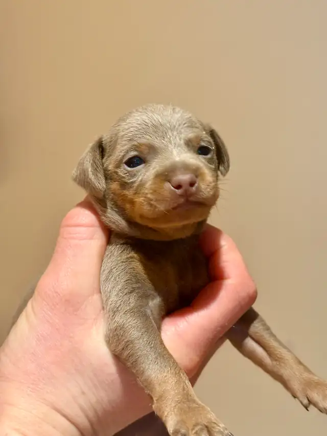 miniature pinscher in Dogs & Puppies for Rehoming in Laval / North Shore - Image 4