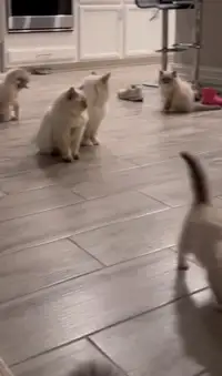 Charming Ragdoll Kittens for Sale